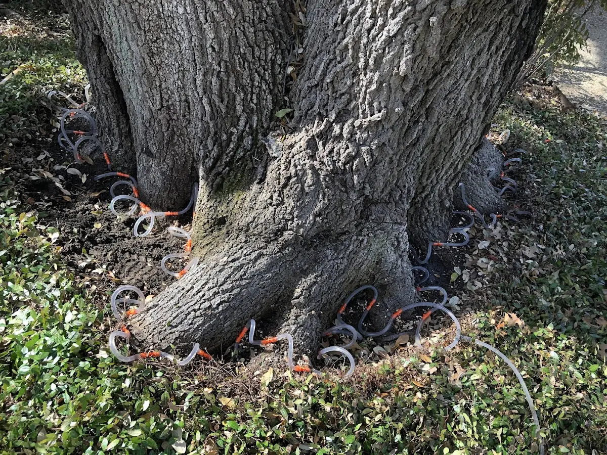 Detailed Shrub and Hedge Trimming job site in Lemmon