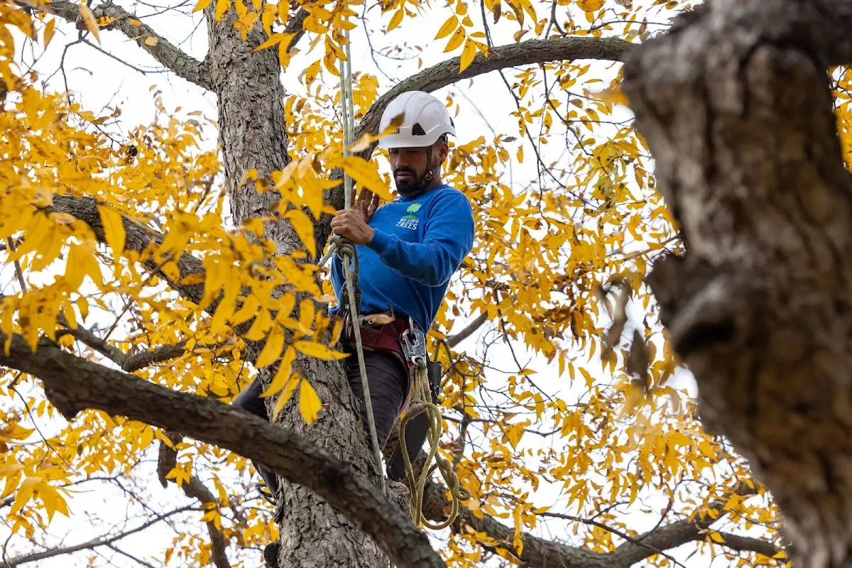 Skilled Tree Disease Treatment crew working in Lemmon